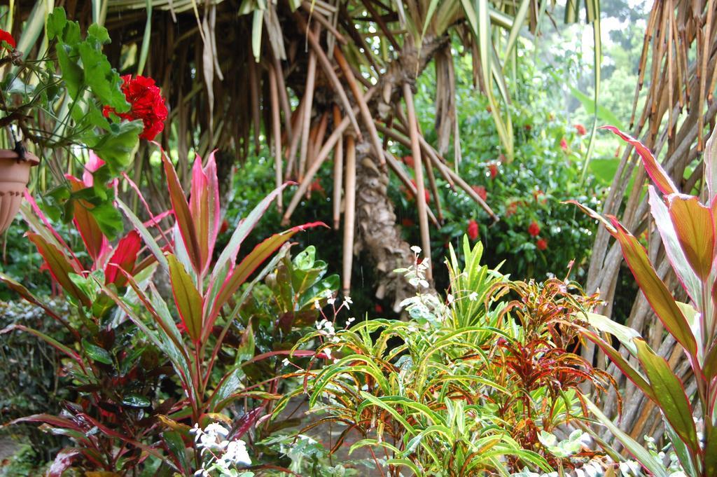 Casa Marcellino Lodge Cahuita Quarto foto